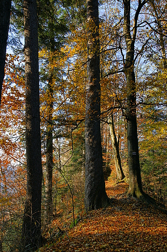 Na szlaku Orla Per. Pieniny