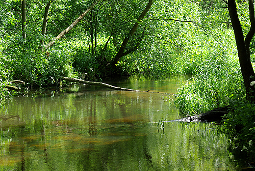 Krlewskie rda. Zagodonka