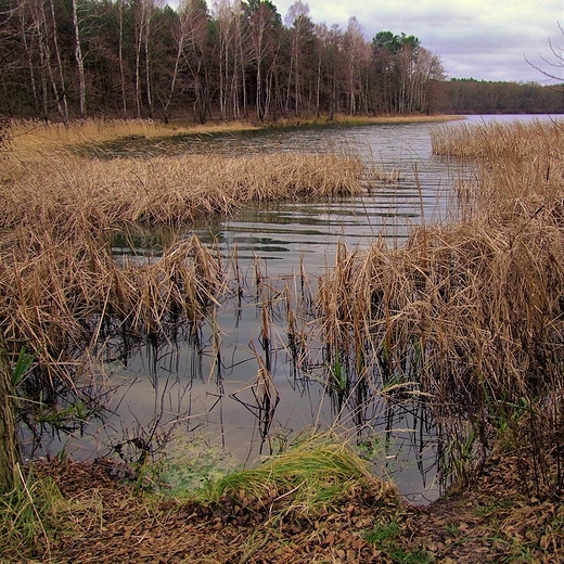 Jezioro Ciborze