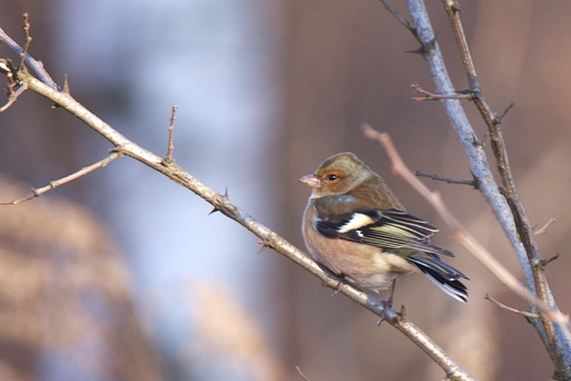 Ziba zwyczajna Fringilla coelebs