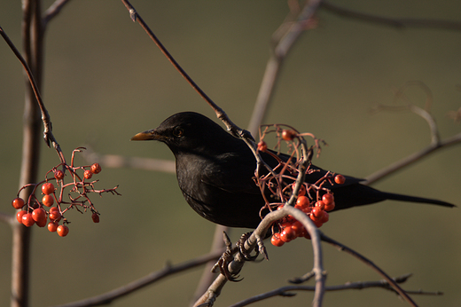 Kos zwyczajny, kos Turdus merula