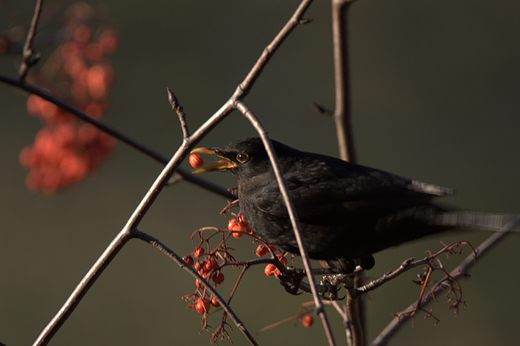 Kos zwyczajny, kos Turdus merula