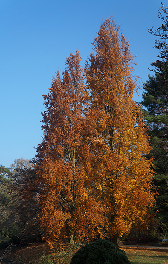 Krnik- arboretum