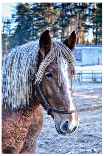 portret zimowy