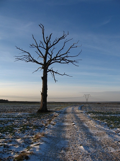 Samotne drzewo