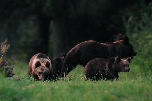 Niedwied brunatny Ursus arctos Bieszczady