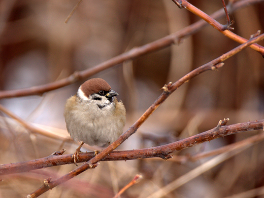 Mazurek Passer montanus