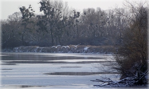 Odra w Kotowicach