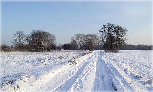 Pola nad Odr w Kotowicach