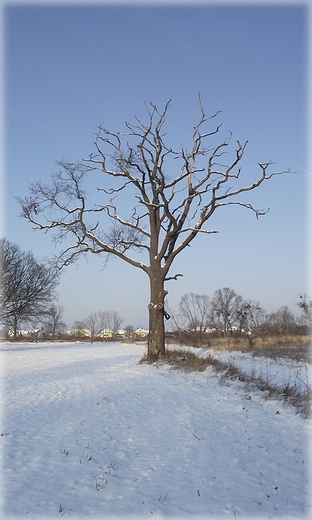 Pola nad Odr w Kotowicach