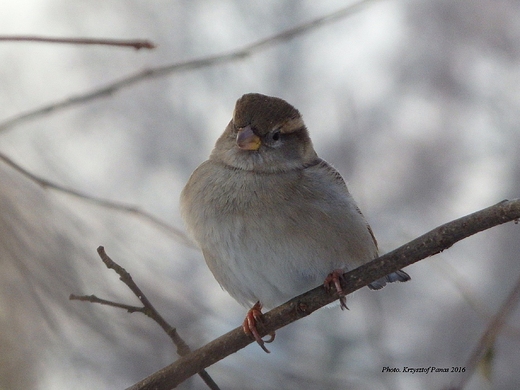 Wrblowa  Passer domesticus