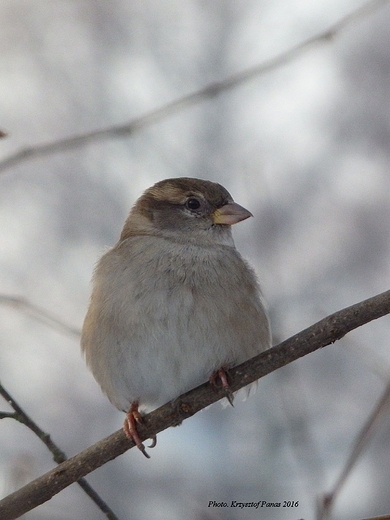 Wrblowa  Passer domesticus