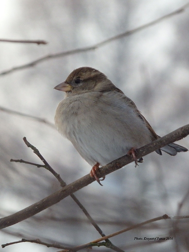  Passer domesticus