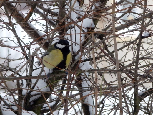 Bogatka. Parus major