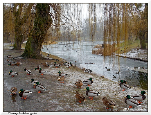 Warszawa. Zimowy Park Moczydo.