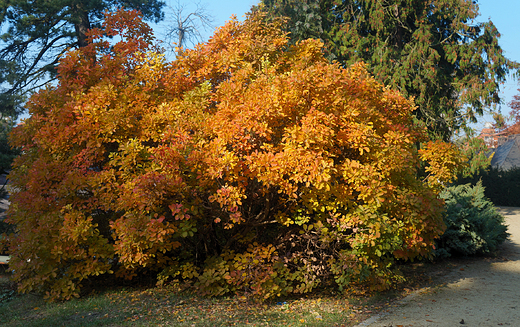 Krnik- arboretum