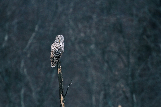 Bieszczadzki puszczyk uralski Strix uralensis