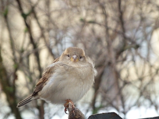 Passer domesticus