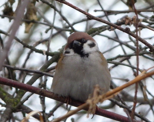 Passer montanus