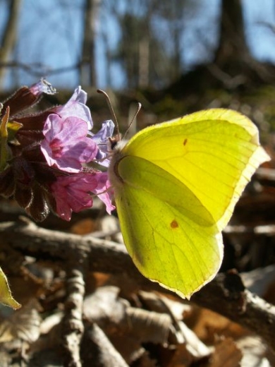 Motyl cytrynek