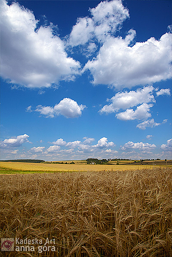 witokrzyskie pola