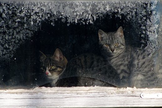 Kotki w oknie