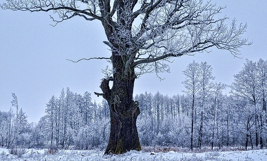 Samotnik...