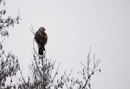 Myszow Buteo buteo