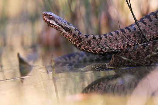 mija zygzakowata  Vipera berus