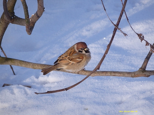 Mazurek. Passer montanus