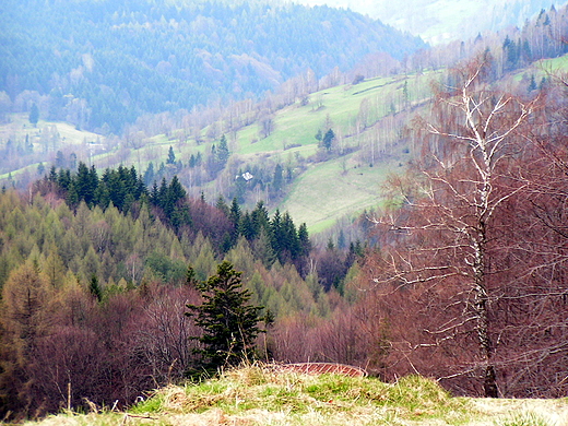 Na rozlegej polanie nad Wierchoml