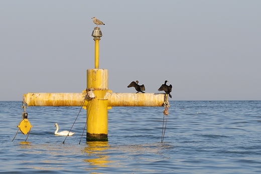 Gdynia Orowo i rybacka wycigarka