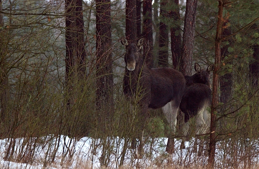 Biebrzaskie osie