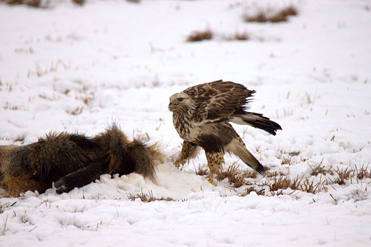 Myszow wochaty Buteo lagopus