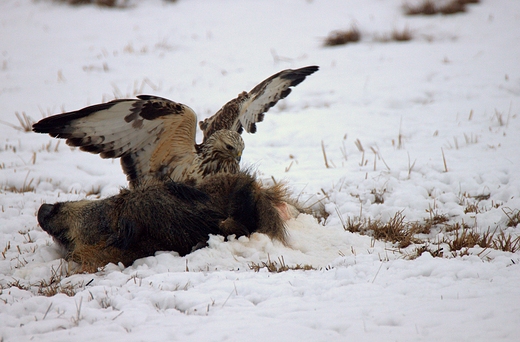 Myszow wochaty Buteo lagopus