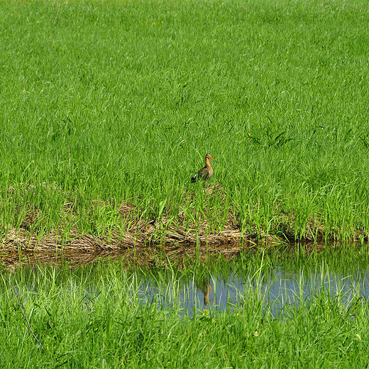 Rycyk - Limosa Limosa