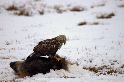 Myszow wochaty Buteo lagopus