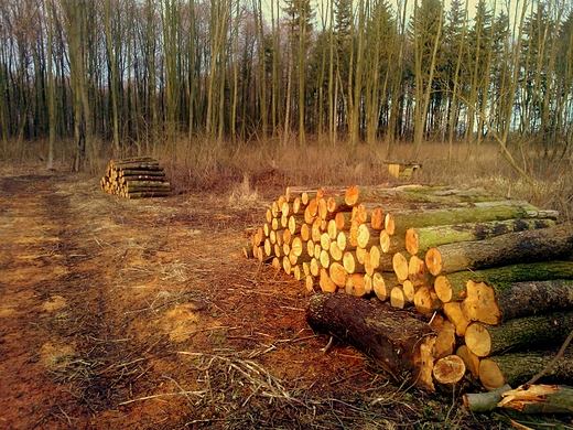 styczniowo w podzamojskim lesie