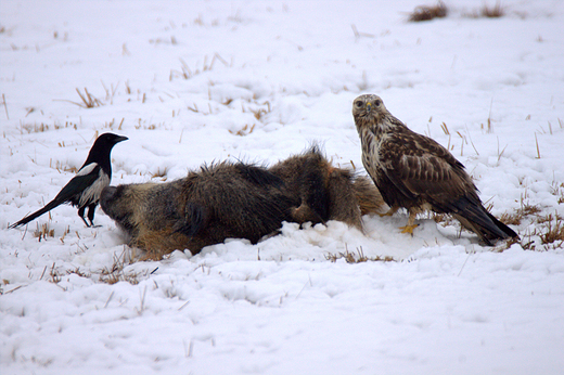 Myszow wochaty Buteo lagopus