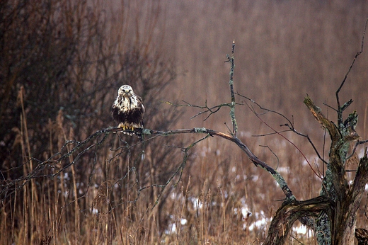 Myszow wochaty Buteo lagopus