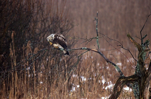 Myszow wochaty Buteo lagopus