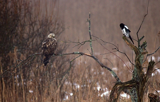 Myszow wochaty Buteo lagopus