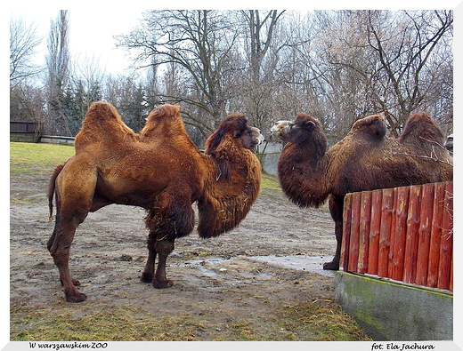 W warszawskim ZOO