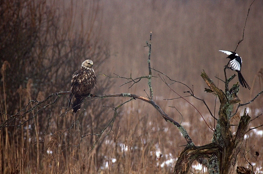 Myszow wochaty Buteo lagopus