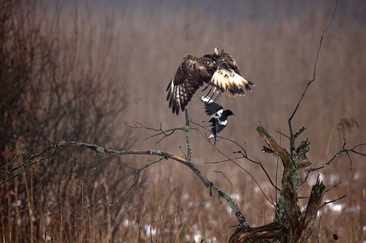 Myszow wochaty Buteo lagopus