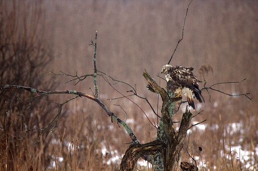 Myszow wochaty Buteo lagopus