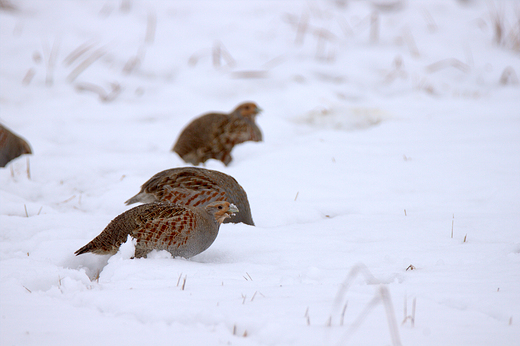 Kuropatwa Perdix perdix