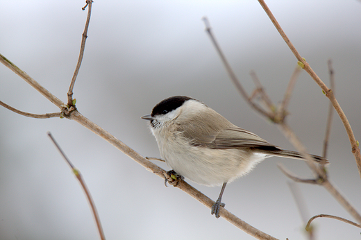 Sikora uboga Parus palustris