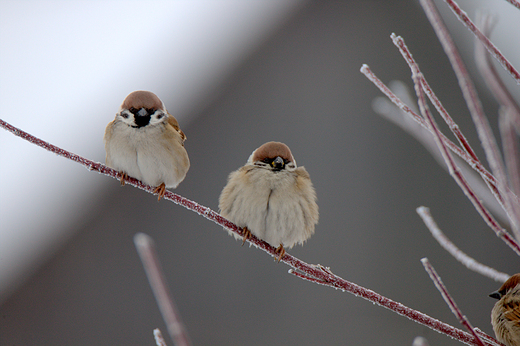 Mazurek Passer montanus