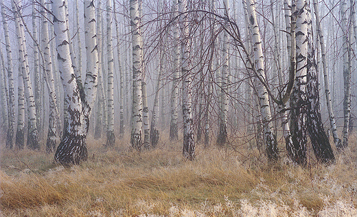 Brzozowy zagajnik